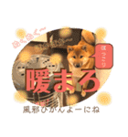 柴犬  豆之進 日常STAMP★【関西弁】其の二（個別スタンプ：10）