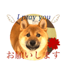 柴犬  豆之進 日常STAMP★【関西弁】其の二（個別スタンプ：11）