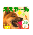 柴犬  豆之進 日常STAMP★【関西弁】其の二（個別スタンプ：12）