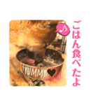 柴犬  豆之進 日常STAMP★【関西弁】其の二（個別スタンプ：13）