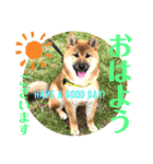 柴犬  豆之進 日常STAMP★【関西弁】其の二（個別スタンプ：14）