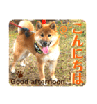 柴犬  豆之進 日常STAMP★【関西弁】其の二（個別スタンプ：15）