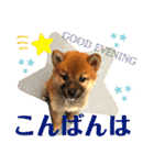 柴犬  豆之進 日常STAMP★【関西弁】其の二（個別スタンプ：16）