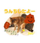 柴犬  豆之進 日常STAMP★【関西弁】其の二（個別スタンプ：17）