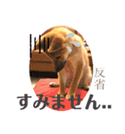 柴犬  豆之進 日常STAMP★【関西弁】其の二（個別スタンプ：19）