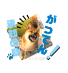 柴犬  豆之進 日常STAMP★【関西弁】其の二（個別スタンプ：20）