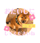 柴犬  豆之進 日常STAMP★【関西弁】其の二（個別スタンプ：21）