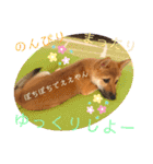 柴犬  豆之進 日常STAMP★【関西弁】其の二（個別スタンプ：22）