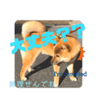 柴犬  豆之進 日常STAMP★【関西弁】其の二（個別スタンプ：23）