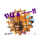 柴犬  豆之進 日常STAMP★【関西弁】其の二（個別スタンプ：24）