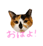 テトにゃん2（個別スタンプ：1）