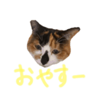 テトにゃん2（個別スタンプ：3）