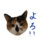 テトにゃん2（個別スタンプ：5）