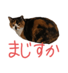 テトにゃん2（個別スタンプ：7）