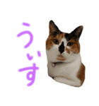 テトにゃん2（個別スタンプ：8）