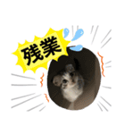 蘭丸まる 5（個別スタンプ：7）