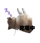 我が家のくぅたん2（個別スタンプ：1）