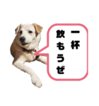 我が家のくぅたん2（個別スタンプ：6）