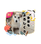 我が家のくぅたん2（個別スタンプ：7）