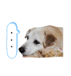 我が家のくぅたん2（個別スタンプ：21）