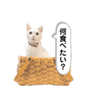 ranranrain2（個別スタンプ：17）