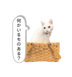 ranranrain2（個別スタンプ：20）