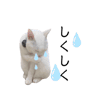 ranranrain2（個別スタンプ：22）