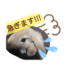 うーさー日和（個別スタンプ：5）