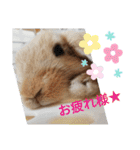 うーさー日和（個別スタンプ：7）
