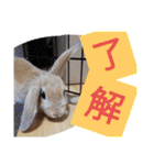 うーさー日和（個別スタンプ：9）