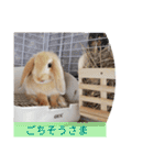 うーさー日和（個別スタンプ：11）