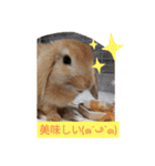 うーさー日和（個別スタンプ：20）