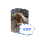 うーさー日和（個別スタンプ：23）