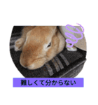 うーさー日和（個別スタンプ：24）