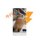 うーさー日和（個別スタンプ：25）