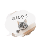 猫のゲンゾー（個別スタンプ：1）
