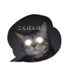 猫のゲンゾー（個別スタンプ：2）