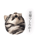 猫のゲンゾー（個別スタンプ：7）