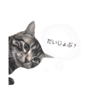 猫のゲンゾー（個別スタンプ：8）