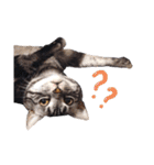 猫のゲンゾー（個別スタンプ：9）