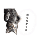猫のゲンゾー（個別スタンプ：10）