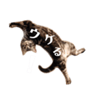 猫のゲンゾー（個別スタンプ：12）