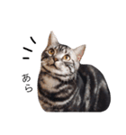 猫のゲンゾー（個別スタンプ：13）