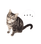 猫のゲンゾー（個別スタンプ：14）