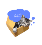 猫のゲンゾー（個別スタンプ：15）