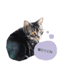 猫のゲンゾー（個別スタンプ：17）