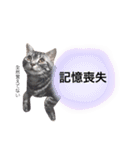 猫のゲンゾー（個別スタンプ：18）