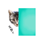 猫のゲンゾー（個別スタンプ：19）