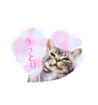 猫のゲンゾー（個別スタンプ：21）