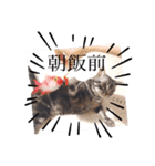 猫のゲンゾー（個別スタンプ：23）